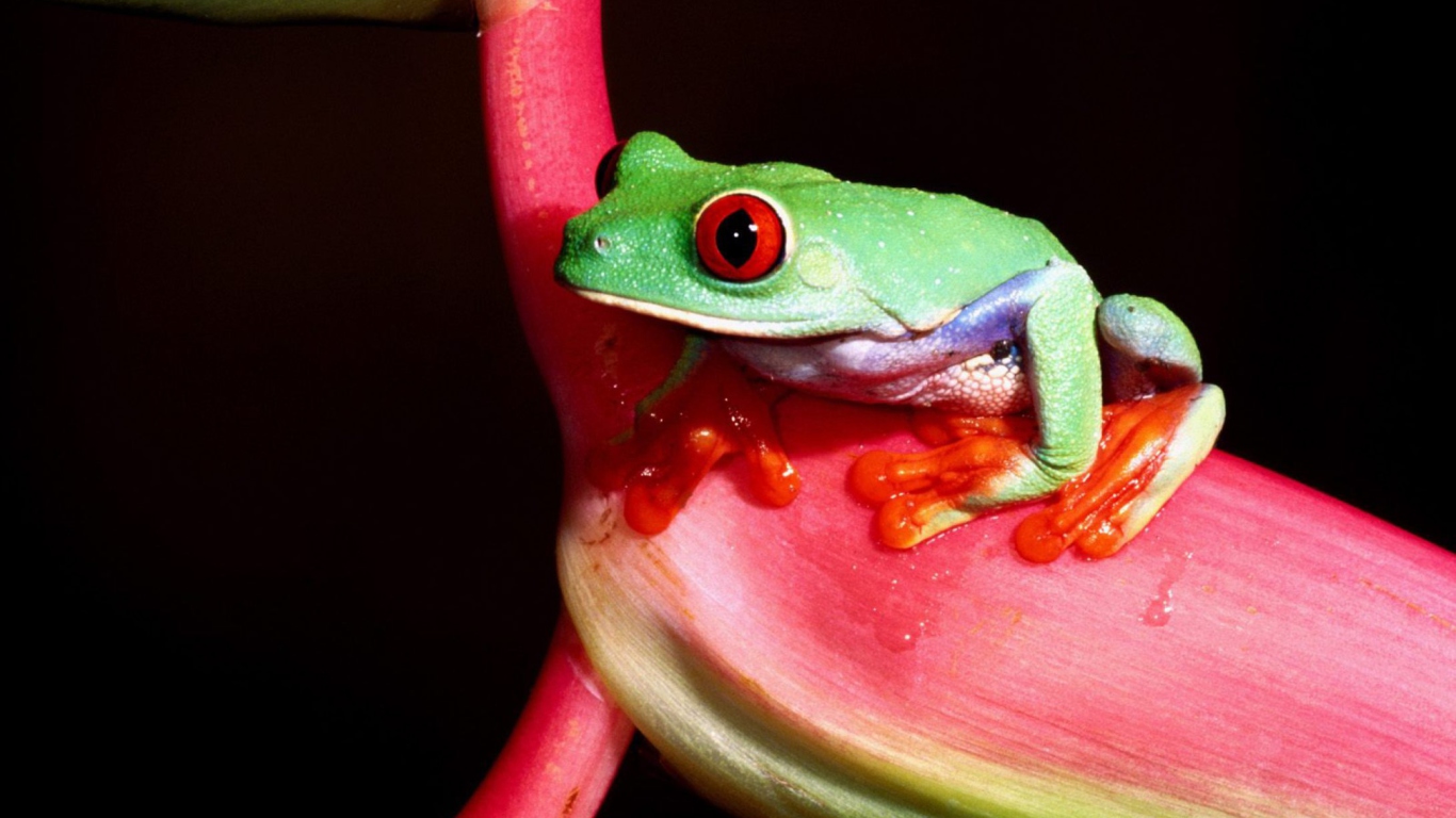 Green Little Frog wallpaper 1366x768
