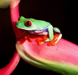 Green Little Frog sfondi gratuiti per iPad mini