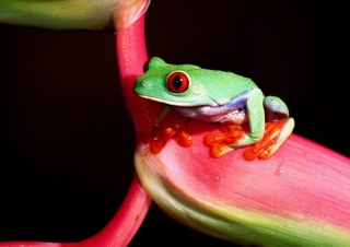 Green Little Frog - Obrázkek zdarma pro 1600x1200
