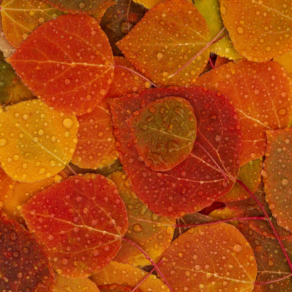 Das Autumn leaves with rain drops Wallpaper 1024x1024