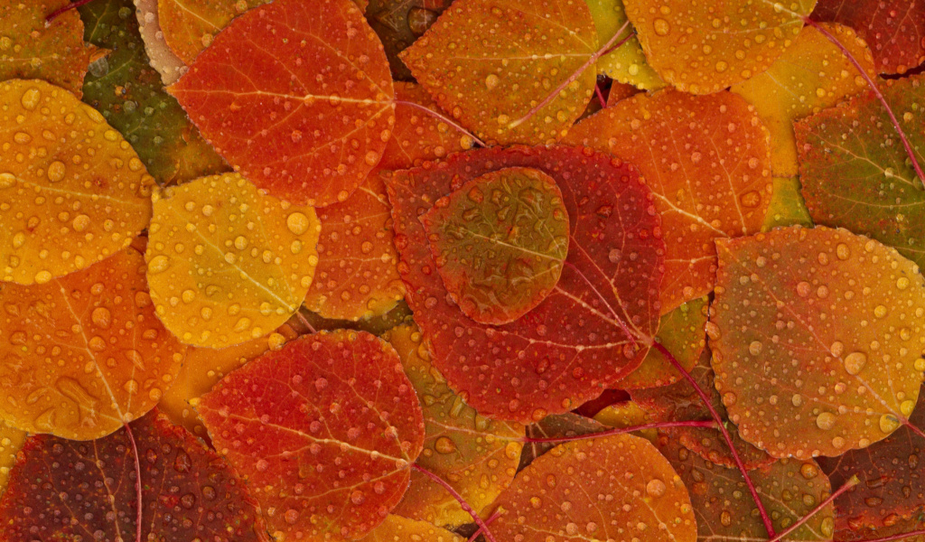 Fondo de pantalla Autumn leaves with rain drops 1024x600