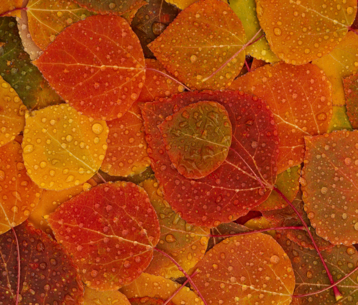 Обои Autumn leaves with rain drops 1200x1024