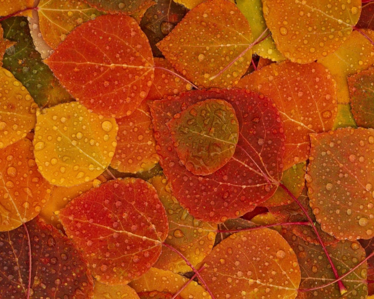 Обои Autumn leaves with rain drops 1280x1024