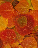 Обои Autumn leaves with rain drops 128x160