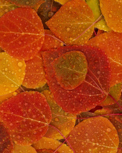 Das Autumn leaves with rain drops Wallpaper 176x220