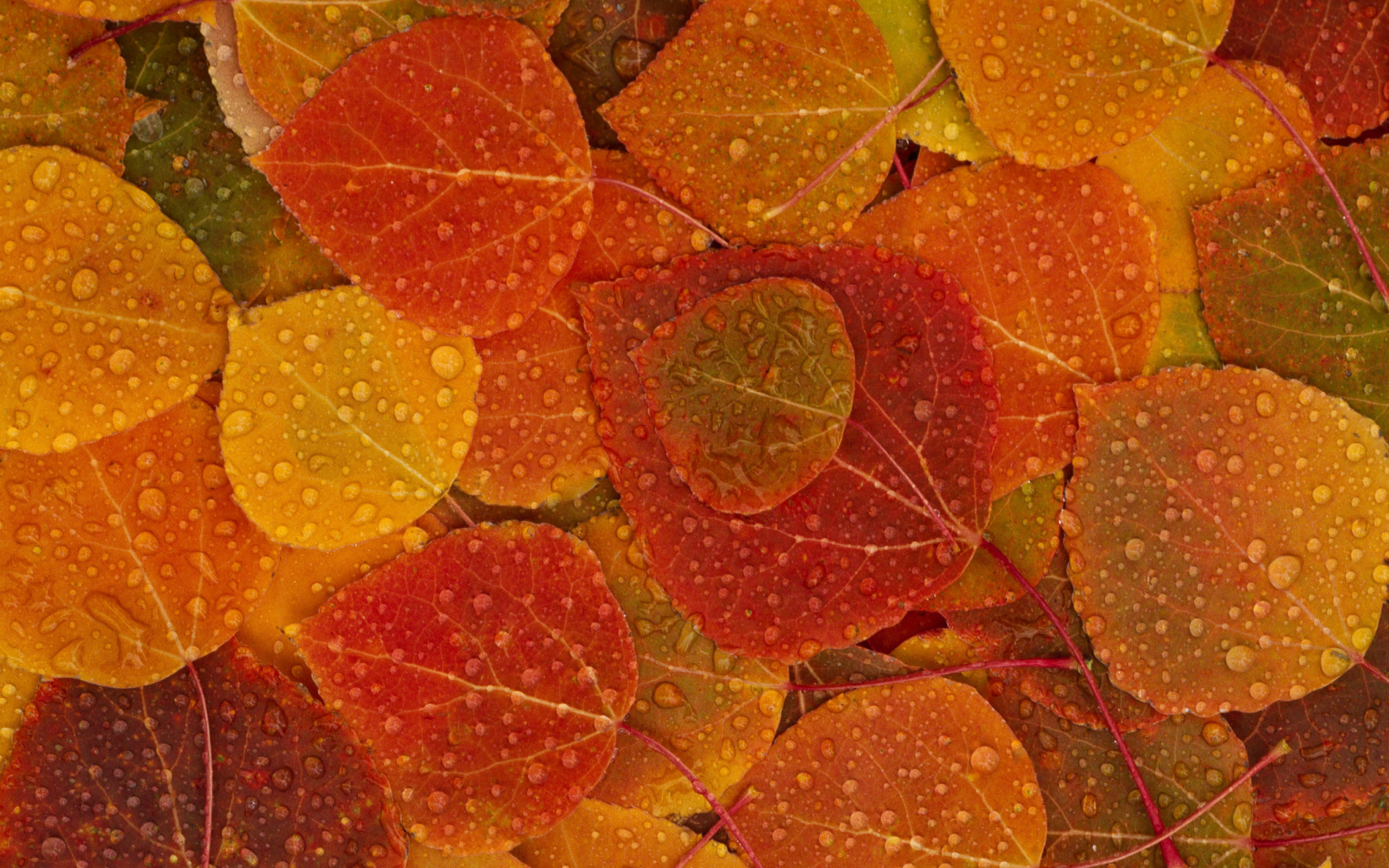 Fondo de pantalla Autumn leaves with rain drops 2560x1600