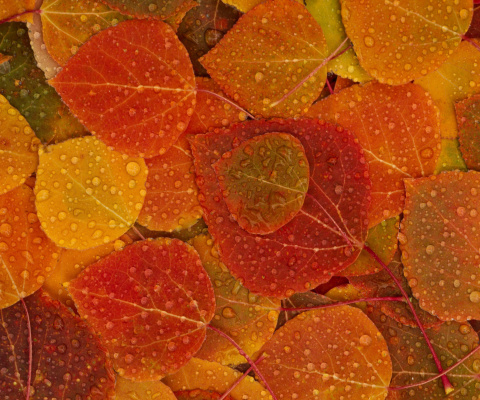 Screenshot №1 pro téma Autumn leaves with rain drops 480x400