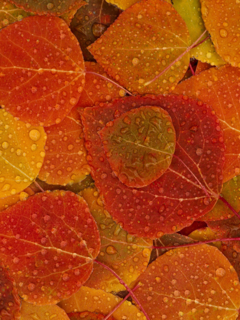 Fondo de pantalla Autumn leaves with rain drops 480x640