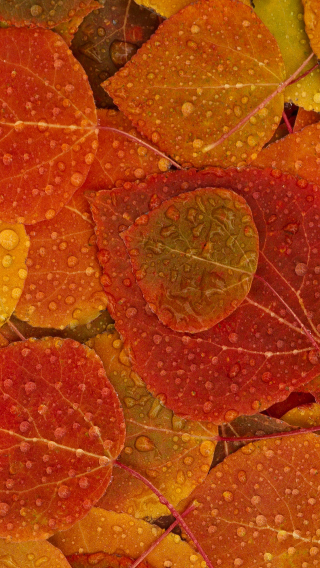 Autumn leaves with rain drops wallpaper 640x1136