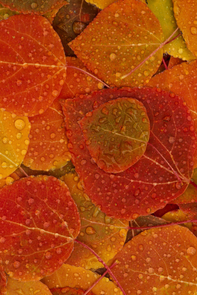 Обои Autumn leaves with rain drops 640x960
