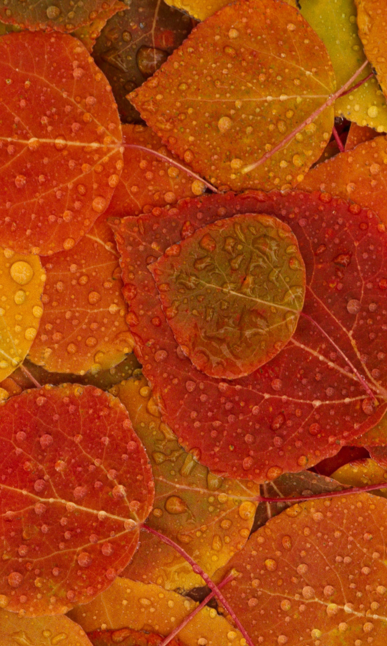 Обои Autumn leaves with rain drops 768x1280