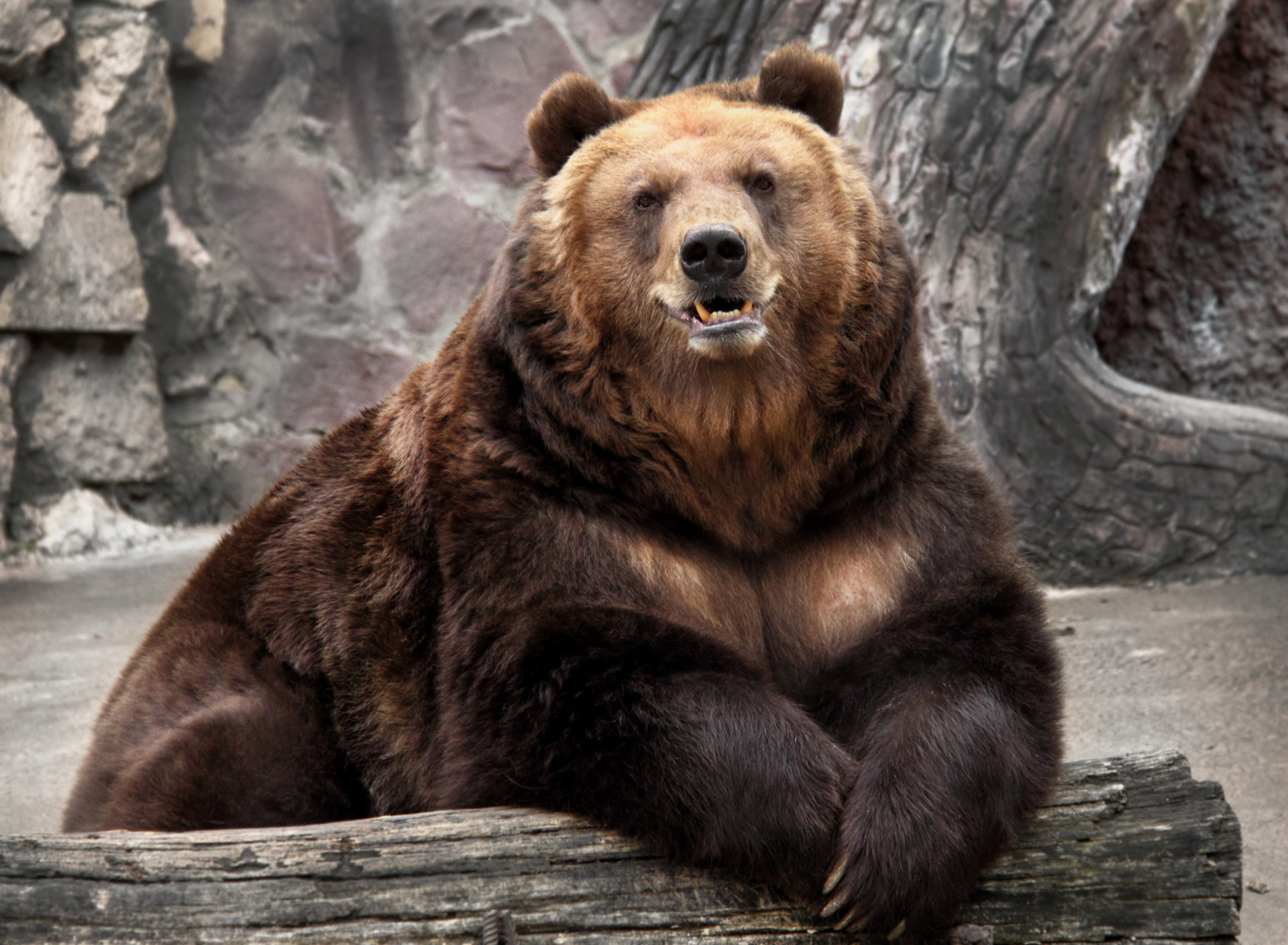 Sfondi Bear in Zoo 1920x1408