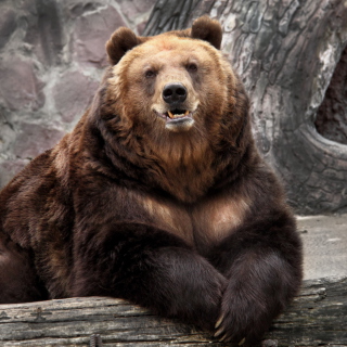 Bear in Zoo - Obrázkek zdarma pro iPad Air