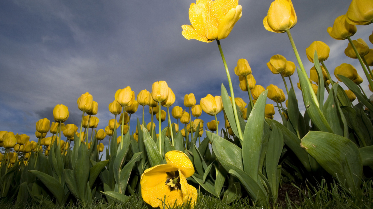 Screenshot №1 pro téma Field Of Yellow Fowers 1280x720