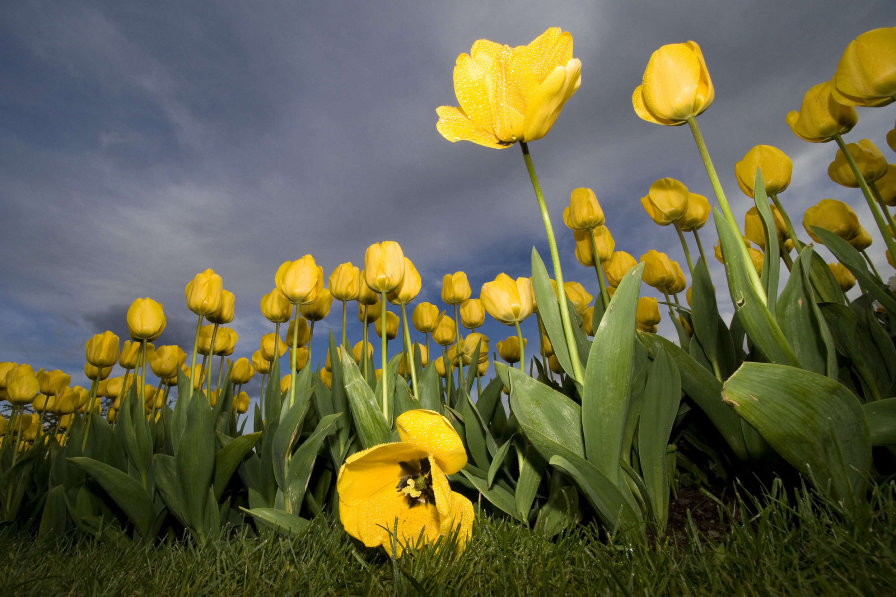 Field Of Yellow Fowers wallpaper 2880x1920