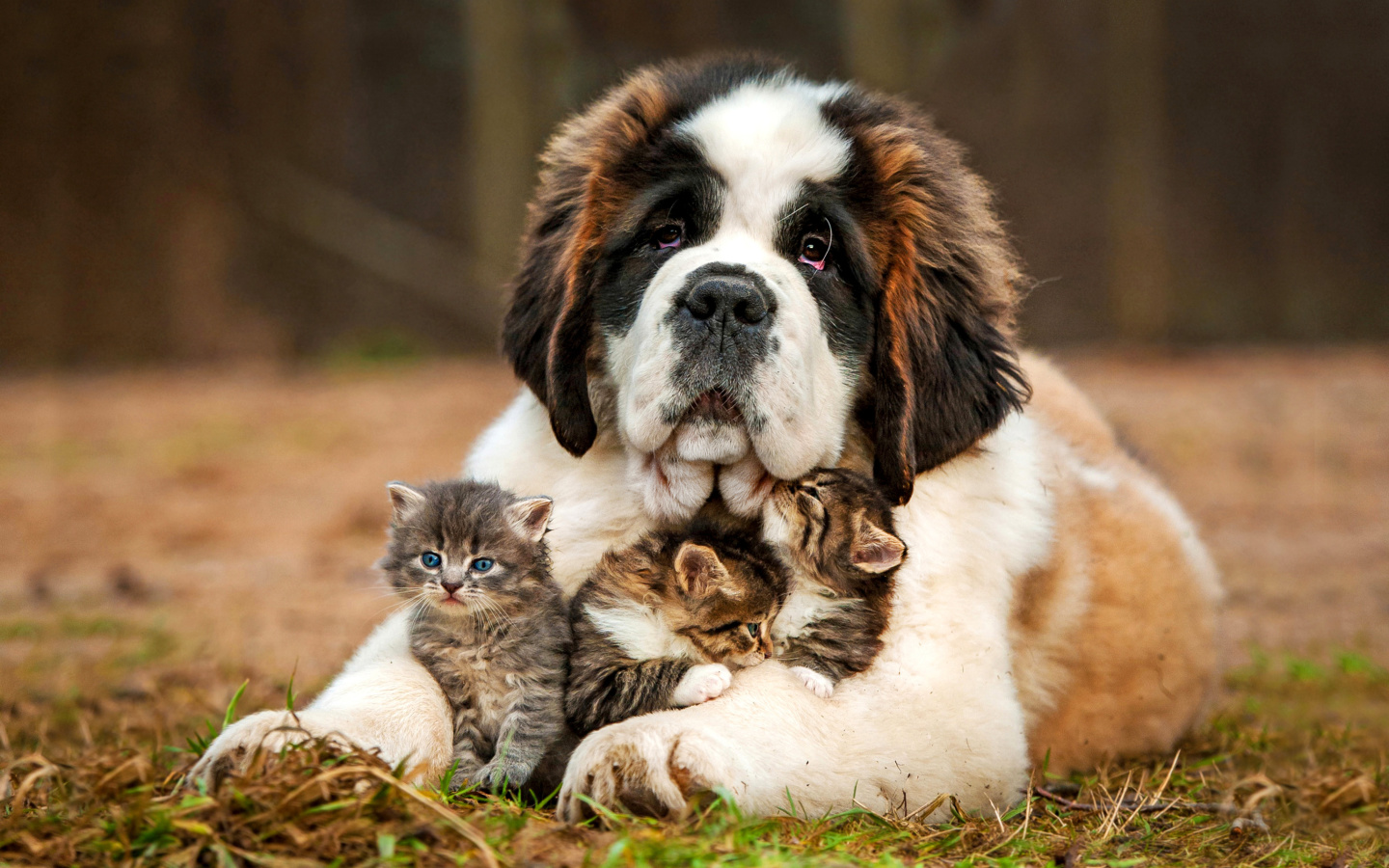 Fondo de pantalla St Bernard Dog with Kittens 1440x900