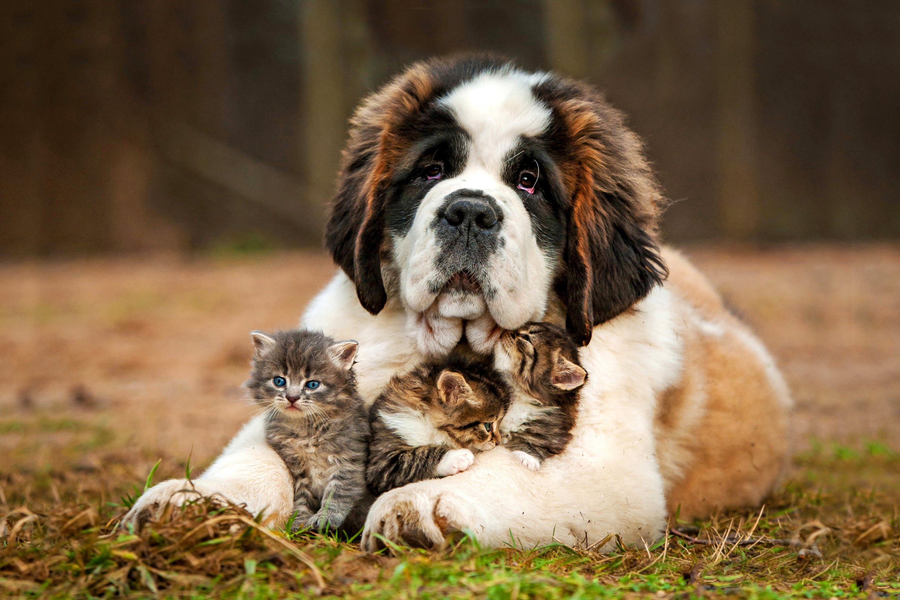 Screenshot №1 pro téma St Bernard Dog with Kittens 2880x1920