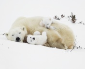 Polar Bears wallpaper 176x144