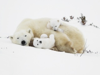 Das Polar Bears Wallpaper 320x240