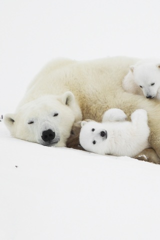 Fondo de pantalla Polar Bears 320x480