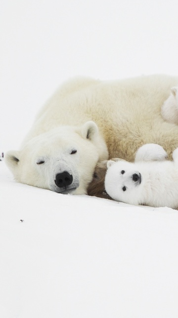 Das Polar Bears Wallpaper 360x640