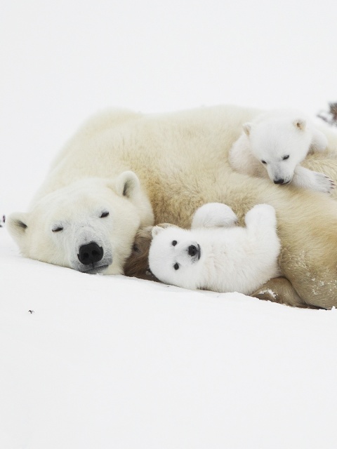 Das Polar Bears Wallpaper 480x640