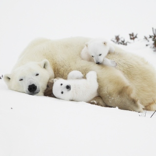 Kostenloses Polar Bears Wallpaper für iPad mini