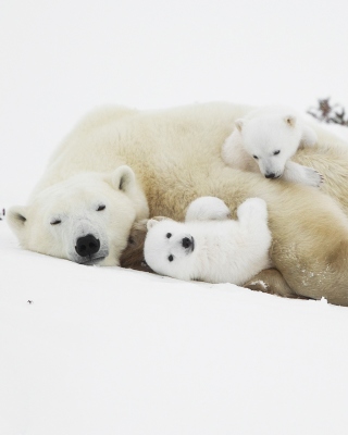 Polar Bears sfondi gratuiti per iPhone 5C