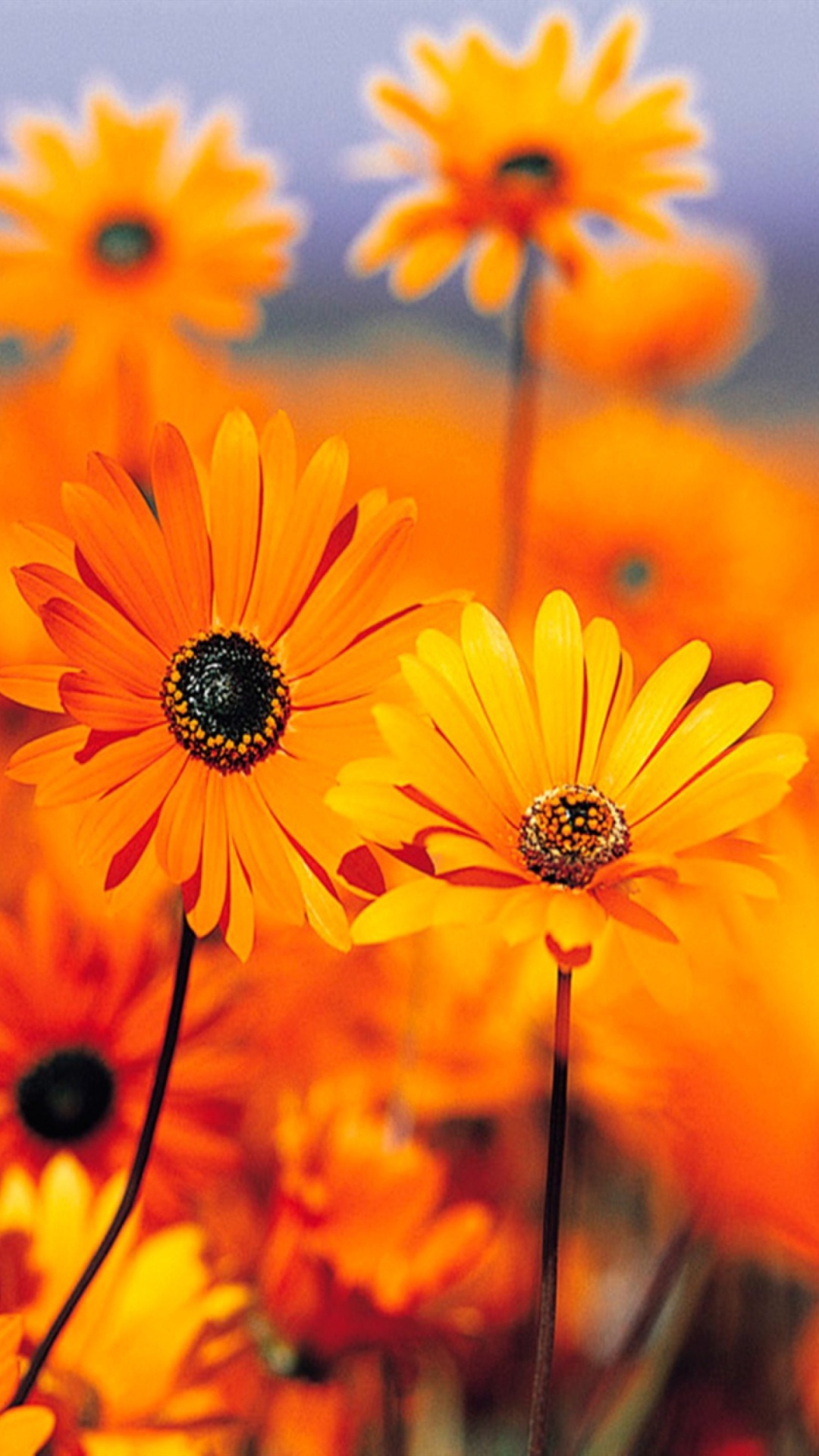 Обои Orange Flowers 1080x1920