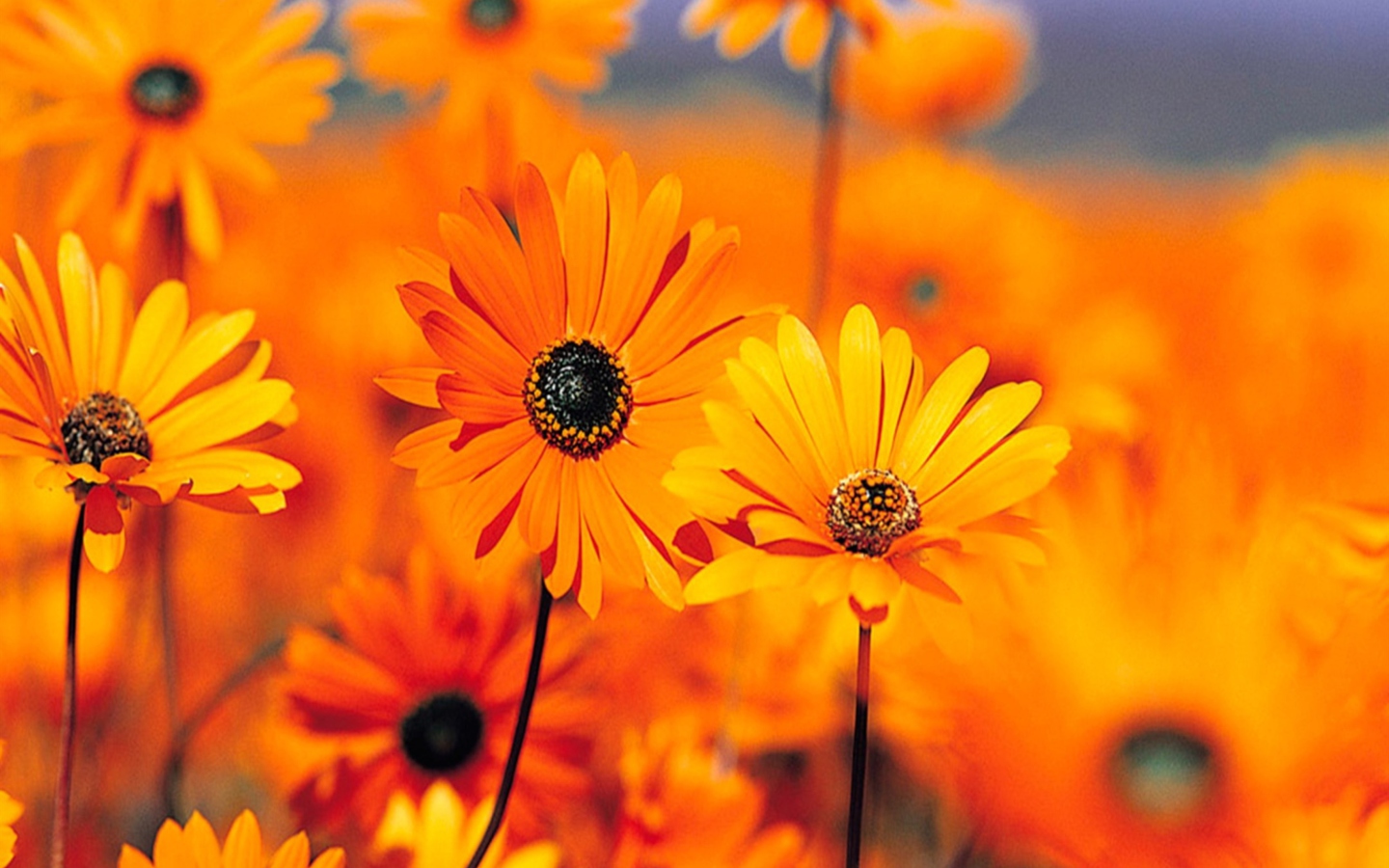 Orange Flowers screenshot #1 1440x900