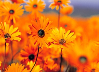 Orange Flowers Background for Android, iPhone and iPad