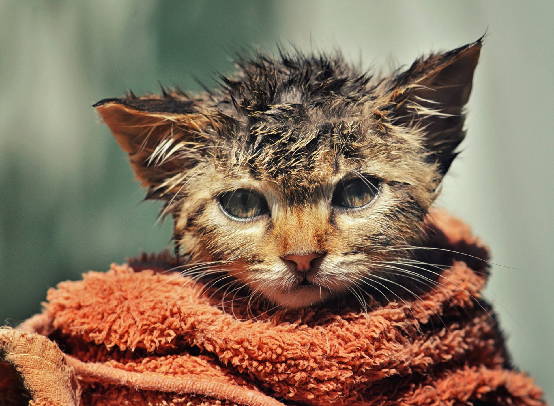 Cute Wet Kitty Cat After Having Shower wallpaper 1920x1408