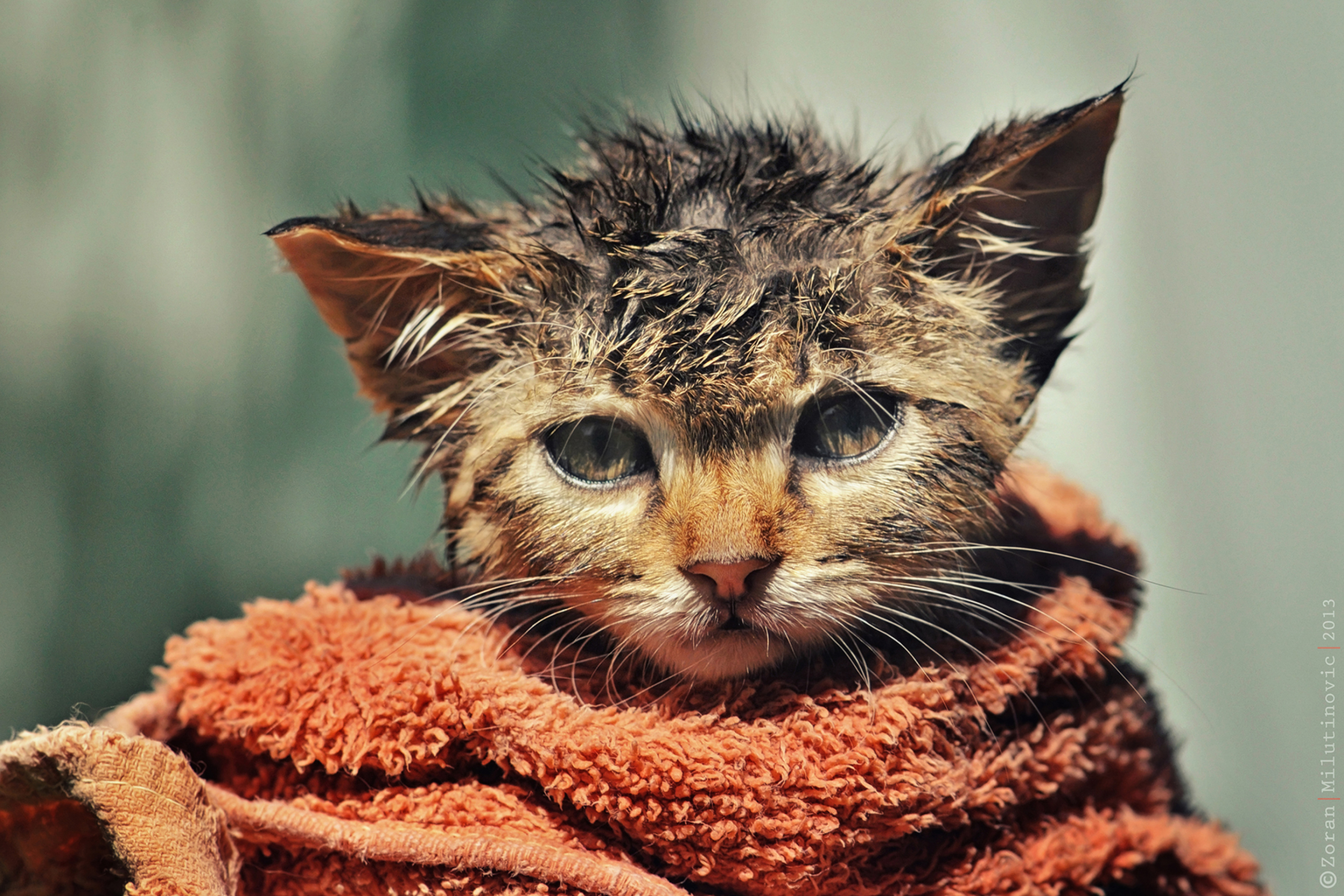 Screenshot №1 pro téma Cute Wet Kitty Cat After Having Shower 2880x1920