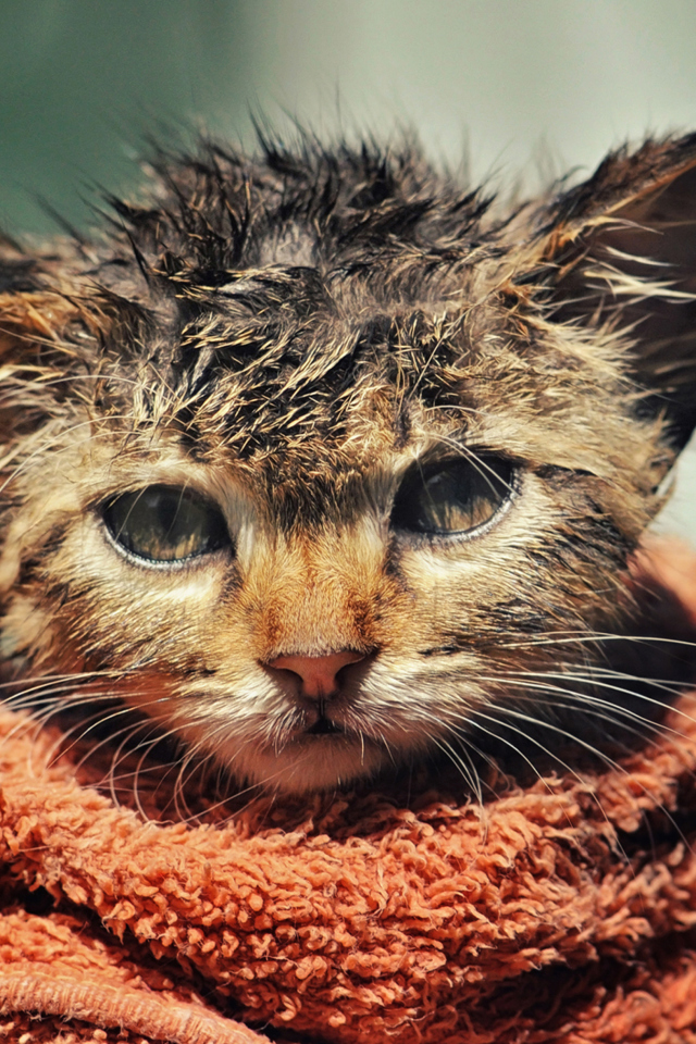 Screenshot №1 pro téma Cute Wet Kitty Cat After Having Shower 640x960