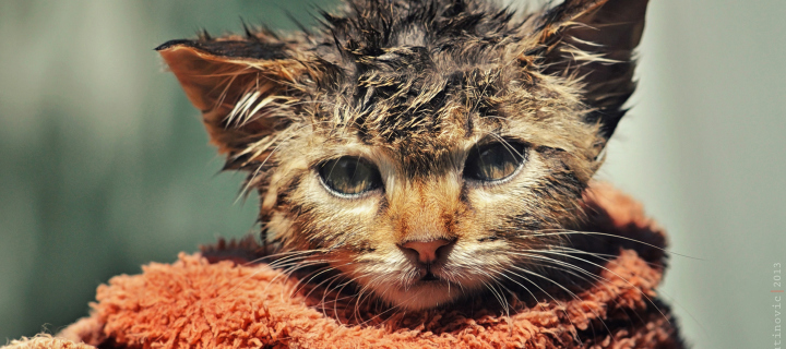 Fondo de pantalla Cute Wet Kitty Cat After Having Shower 720x320