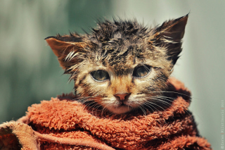 Cute Wet Kitty Cat After Having Shower Background for Android, iPhone and iPad