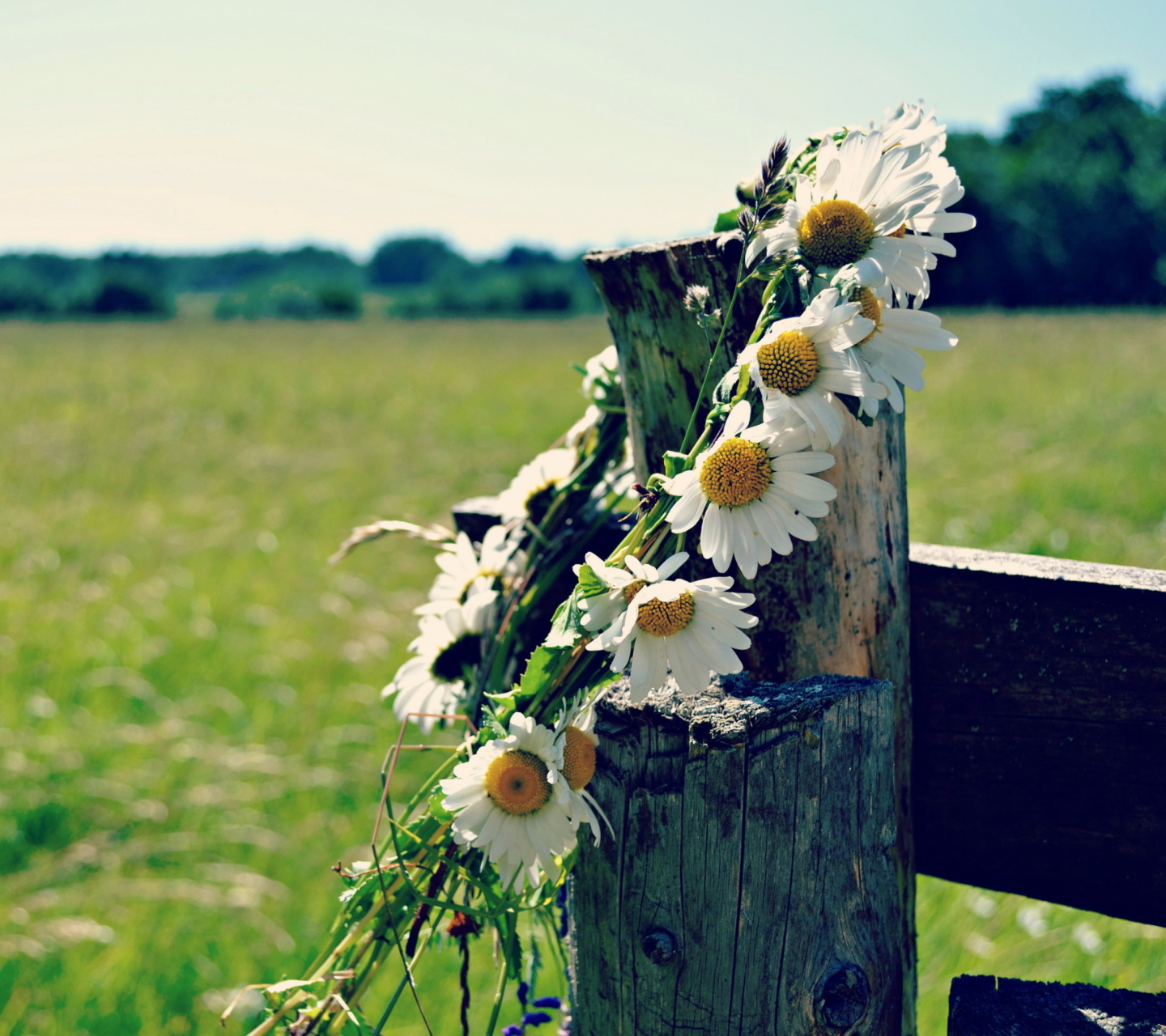 Das Daisy Wreath Wallpaper 1440x1280