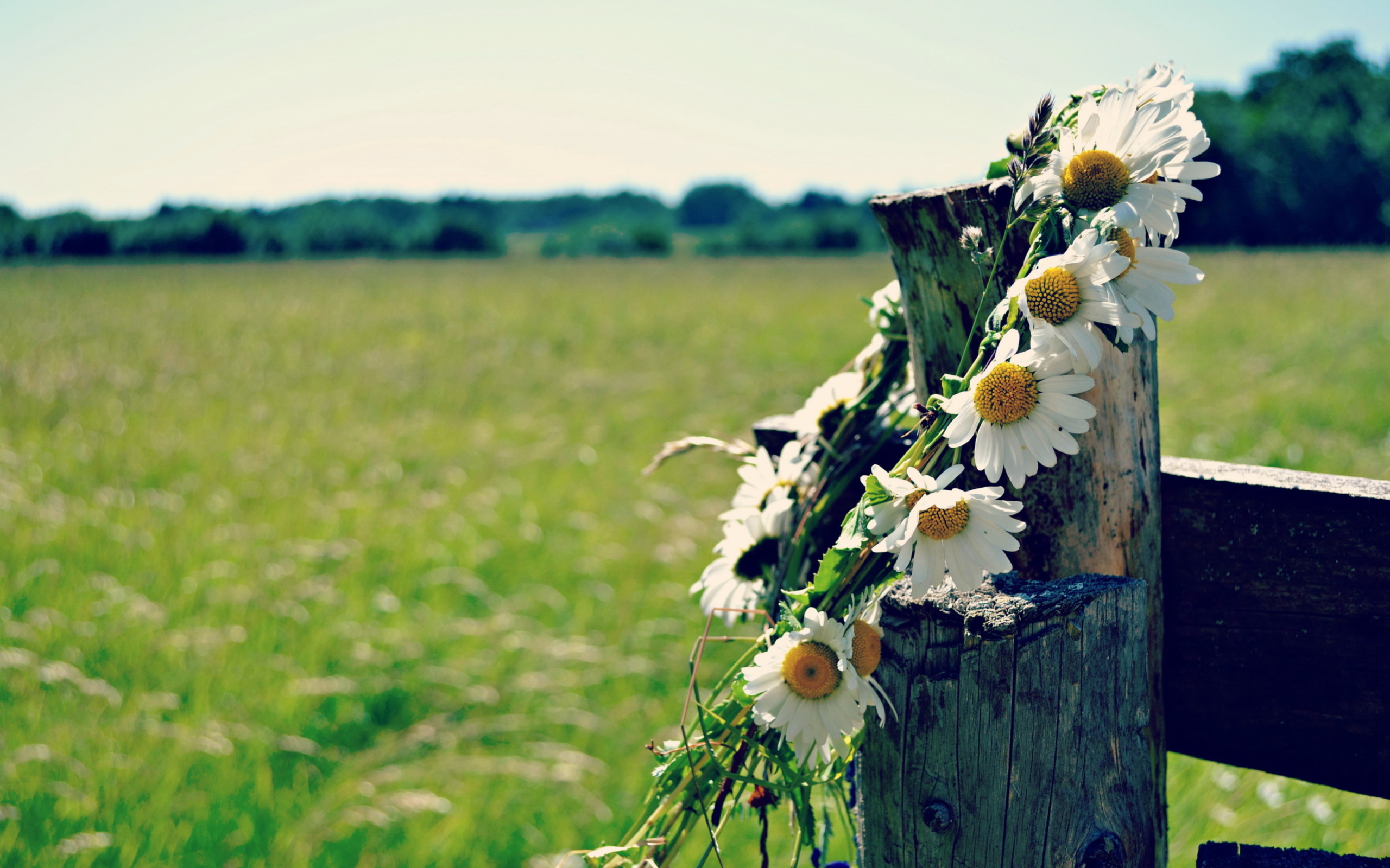 Das Daisy Wreath Wallpaper 2560x1600