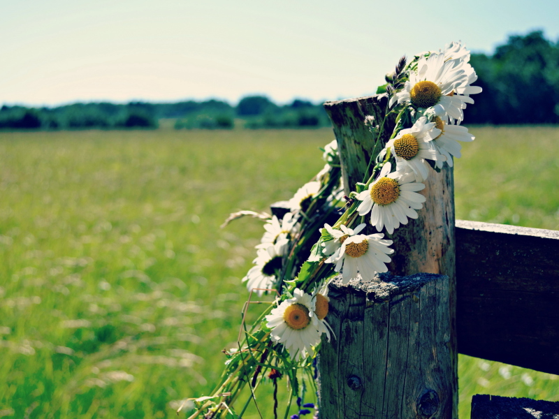 Das Daisy Wreath Wallpaper 800x600