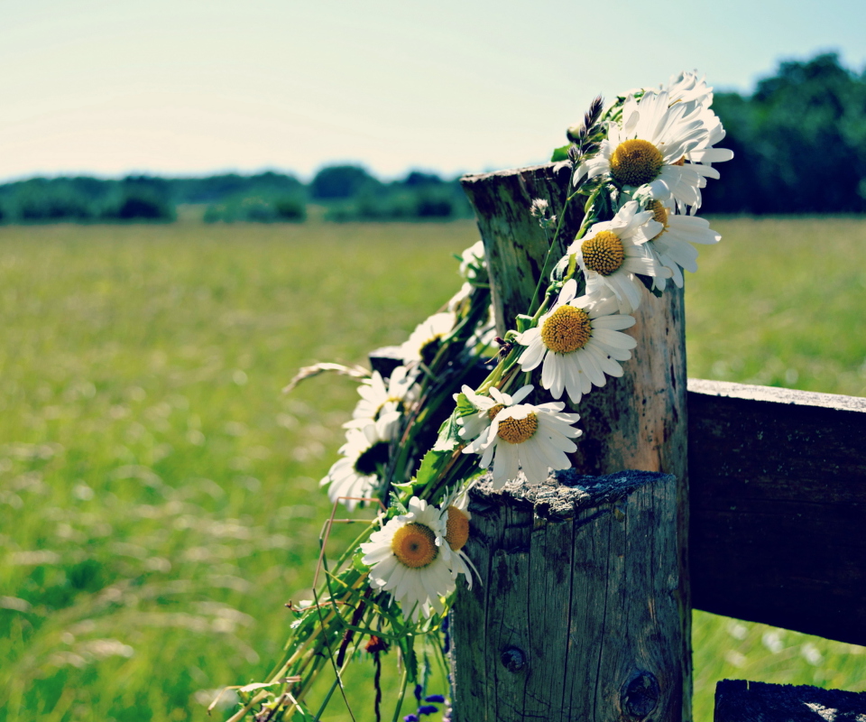 Das Daisy Wreath Wallpaper 960x800