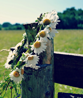 Daisy Wreath - Obrázkek zdarma pro 128x160
