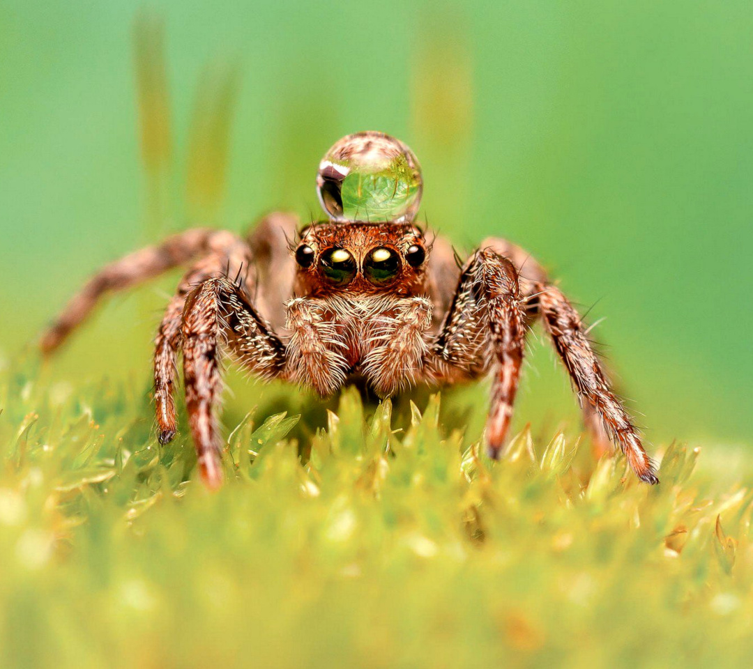 Das Poisonous Spider Tarantula Wallpaper 1080x960
