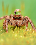 Screenshot №1 pro téma Poisonous Spider Tarantula 128x160