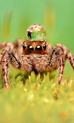 Screenshot №1 pro téma Poisonous Spider Tarantula 240x400