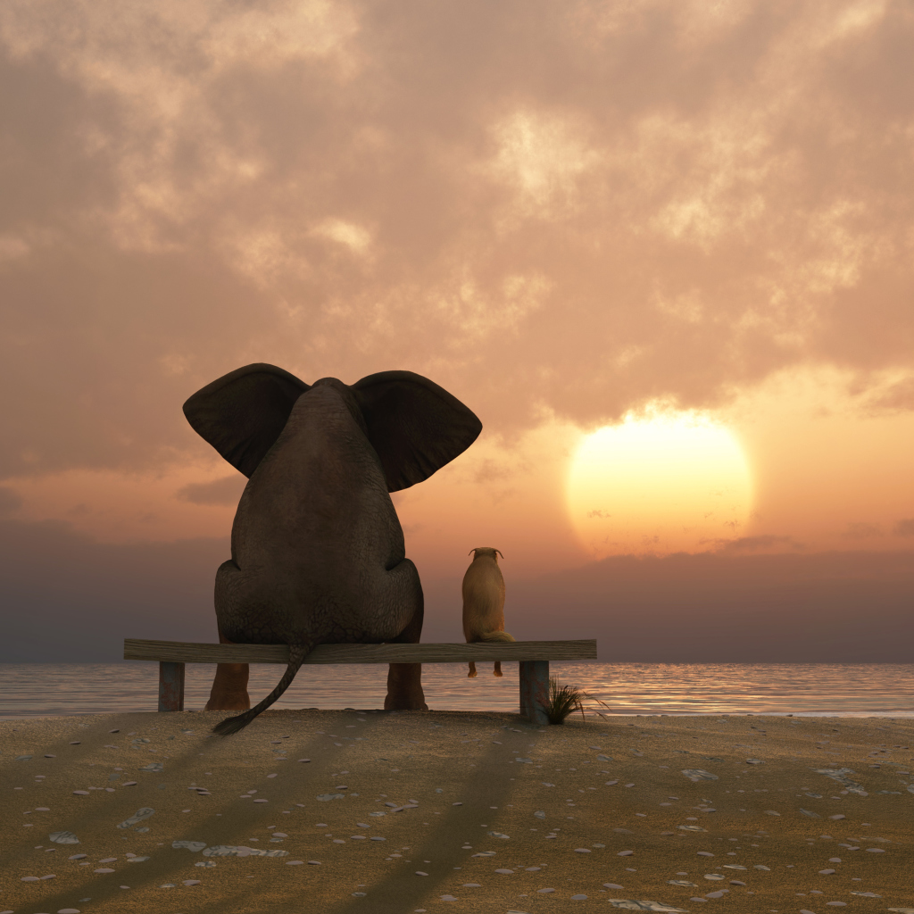 Das Elephant And Dog Looking At Sunset Wallpaper 1024x1024