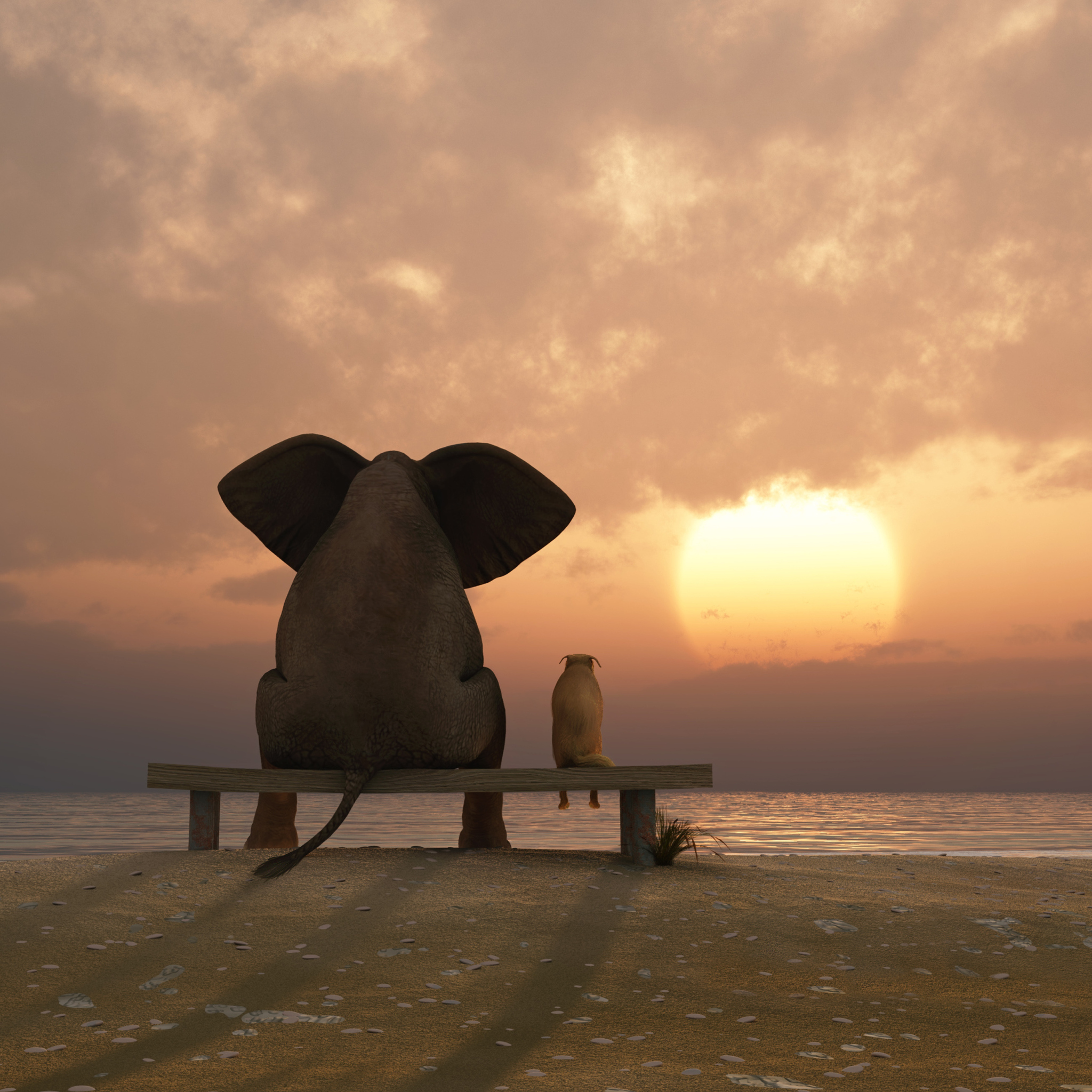 Fondo de pantalla Elephant And Dog Looking At Sunset 2048x2048