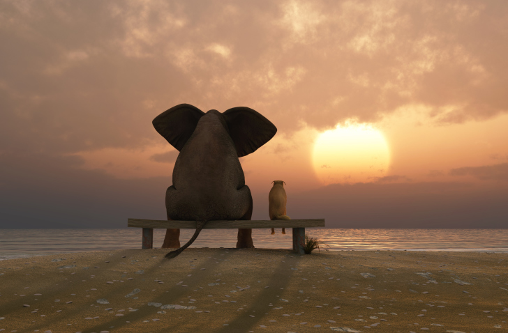 Das Elephant And Dog Looking At Sunset Wallpaper