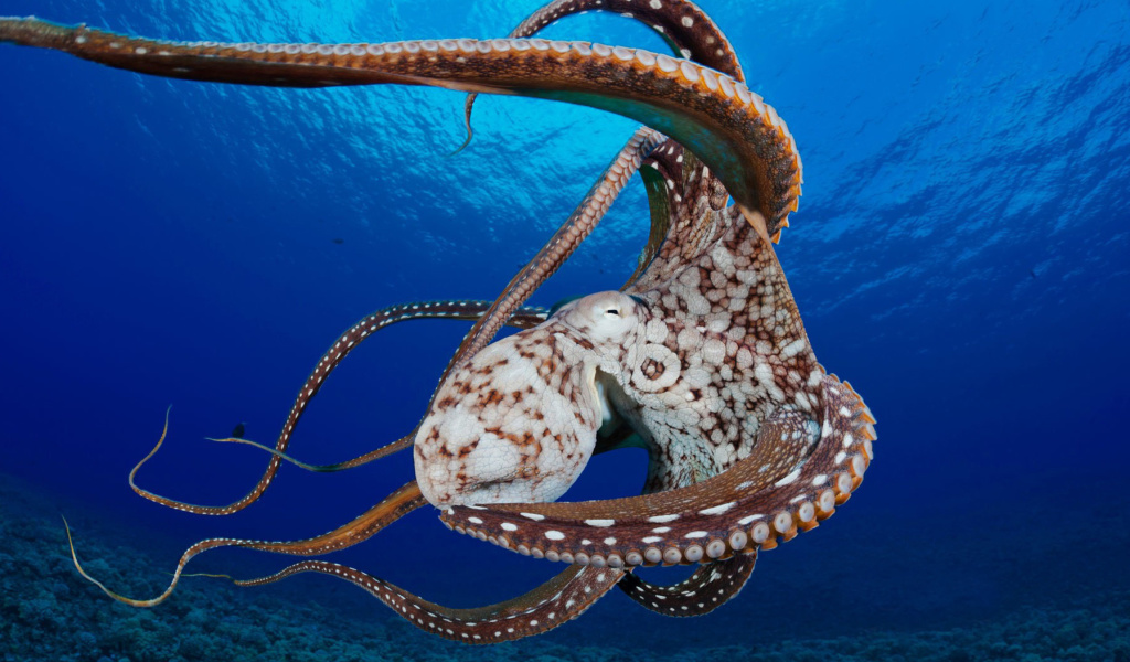 Обои Octopus in the Atlantic Ocean 1024x600