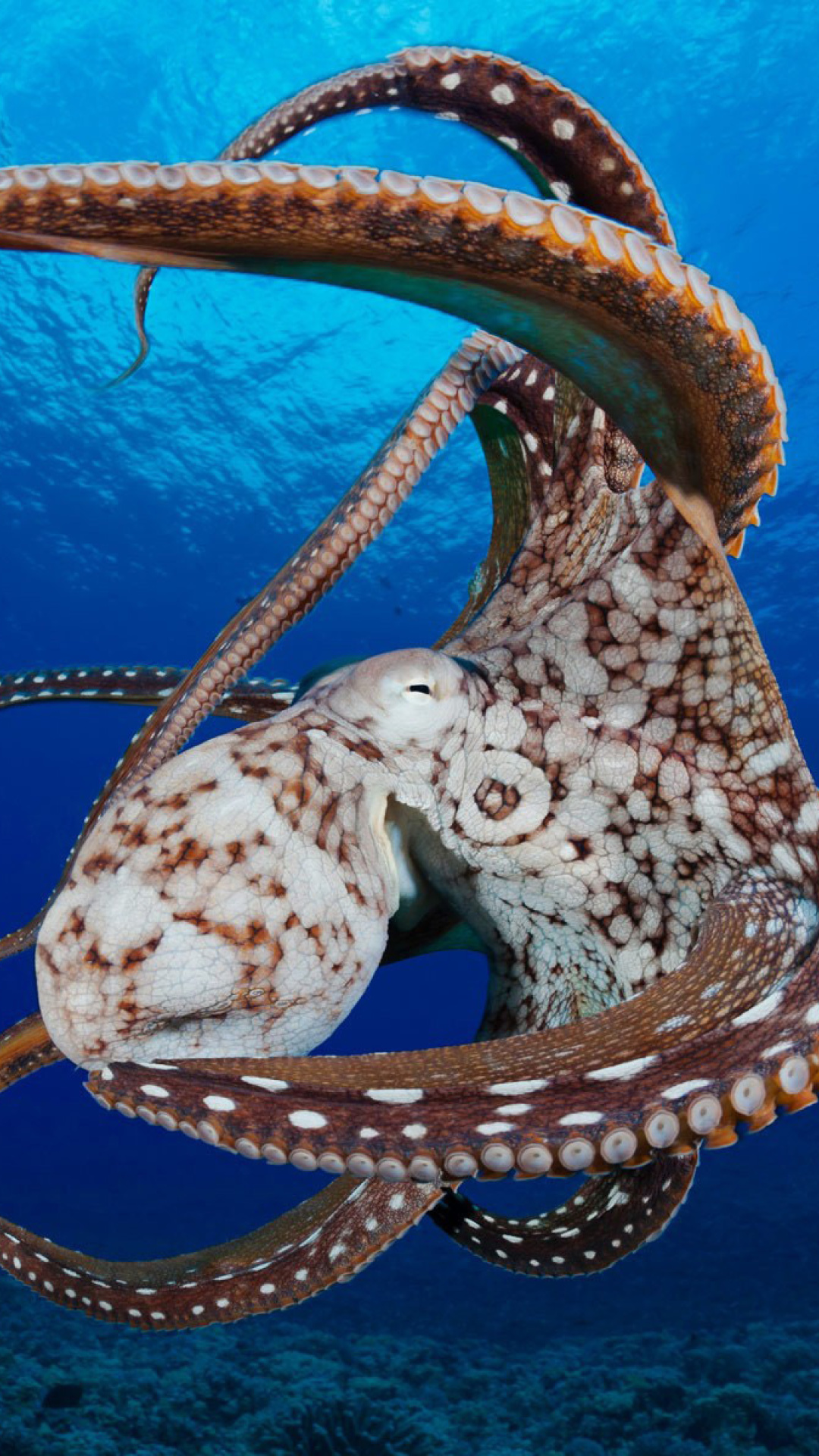 Sfondi Octopus in the Atlantic Ocean 1080x1920