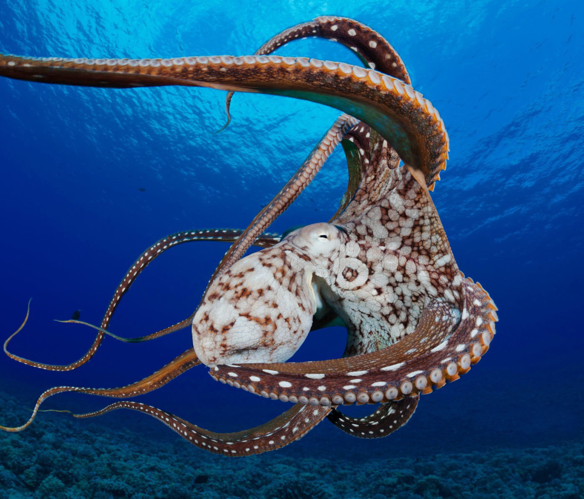 Octopus in the Atlantic Ocean wallpaper 1200x1024